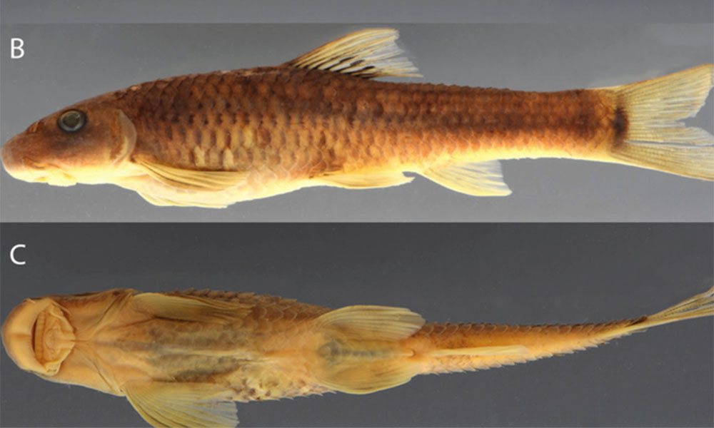 Vietnamese fish, bee named among 70 species newly identified in 2025